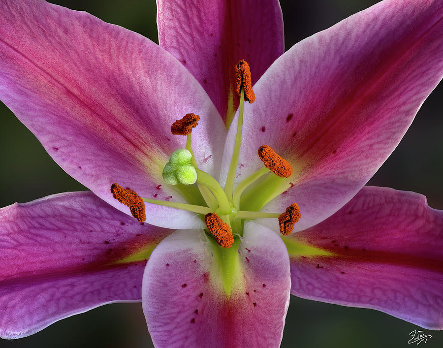 Closeup Of A Stargazer Lily Photograph by Endre Balogh