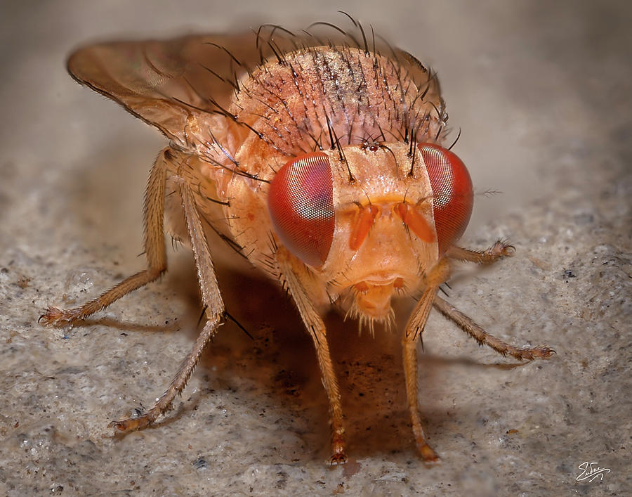 Closeup Of A Tiny Red Fly Photograph by Endre Balogh
