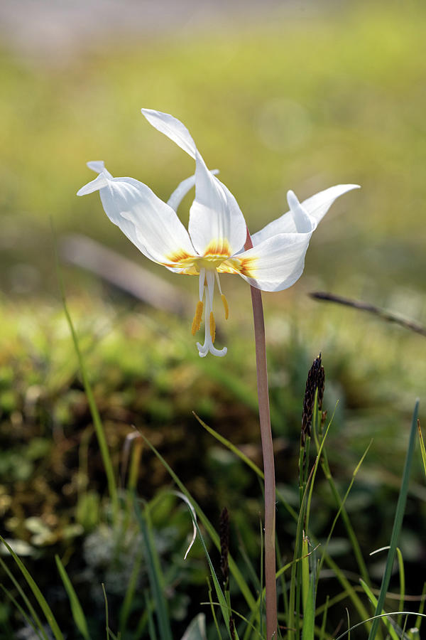 Closeup of a White Fawn Lily Flower Photograph by Michael Russell