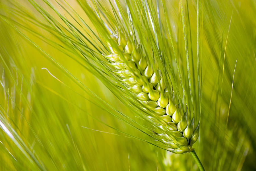Closeup of Barley stalk, Hordeum vulgare Photograph by Alan Majchrowicz