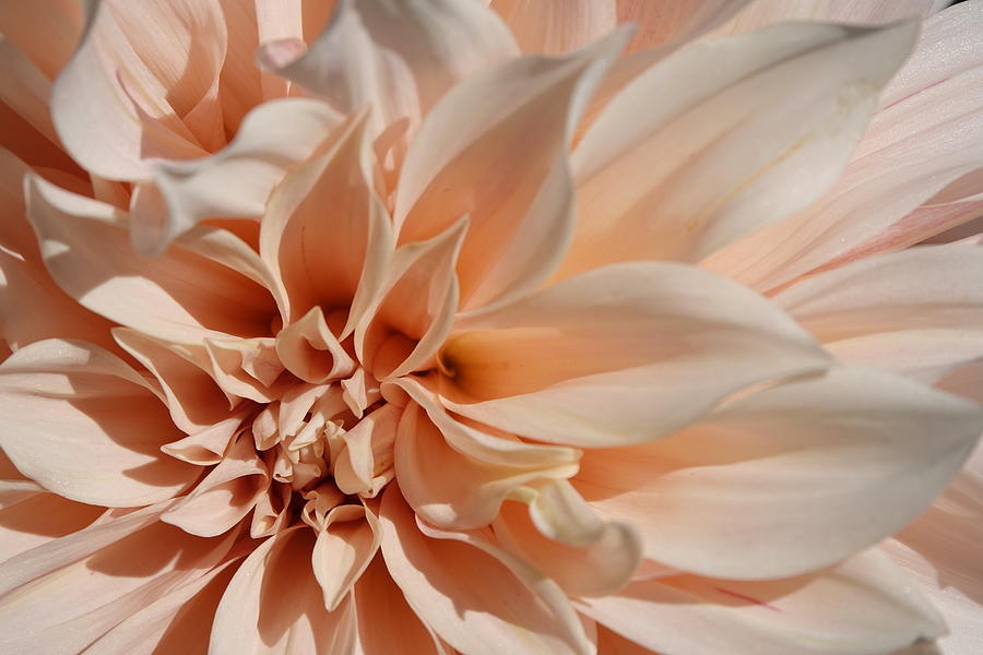 Closeup Of Beautiful Pastel Dahlia Flower  Photograph by Lyuba Filatova