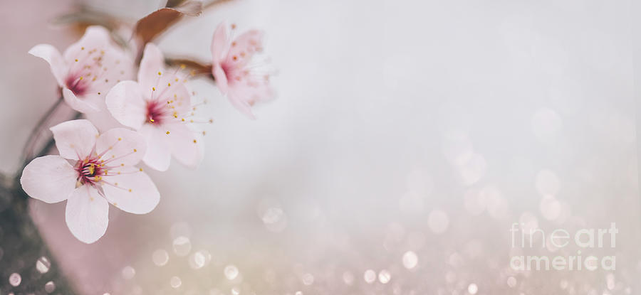 Spring Photograph - Closeup of cherry blossom flower on bokeh pastel background. Mac by Jelena Jovanovic