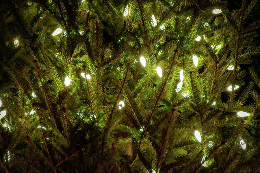 Closeup Of Christmas Lights Around An Outdoor Tree Photograph