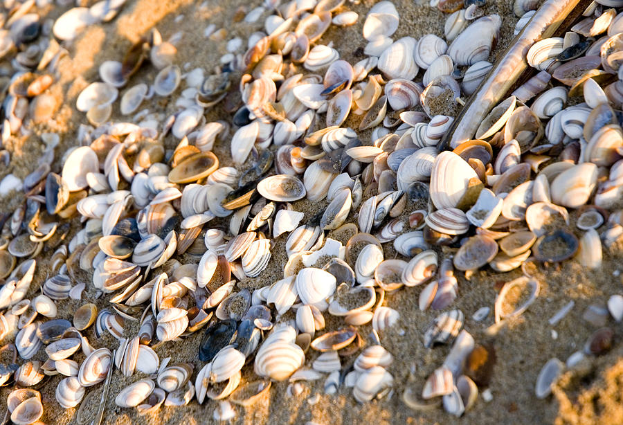 Closeup of cockle shells on sandy beach Photograph by Lyn Holly Coorg