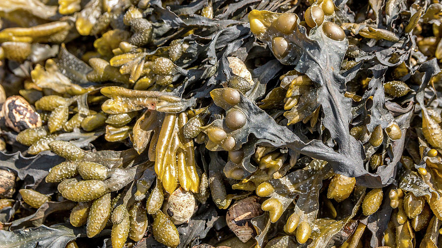 Closeup of colorful Bladder Wrack Fucus vesiculosus  Photograph by Karlaage Isaksen