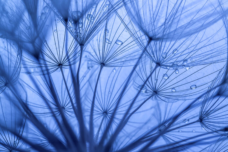 Closeup of Dandelion Seeds Photograph by Vishwanath Bhat