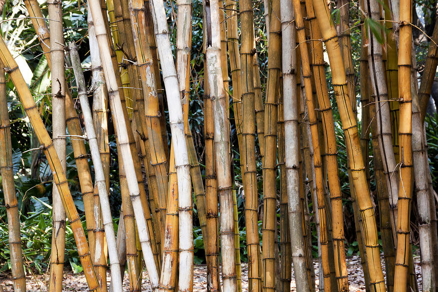 Closeup of Dry Bamboo Patterns and Textures Photograph by Lcswart
