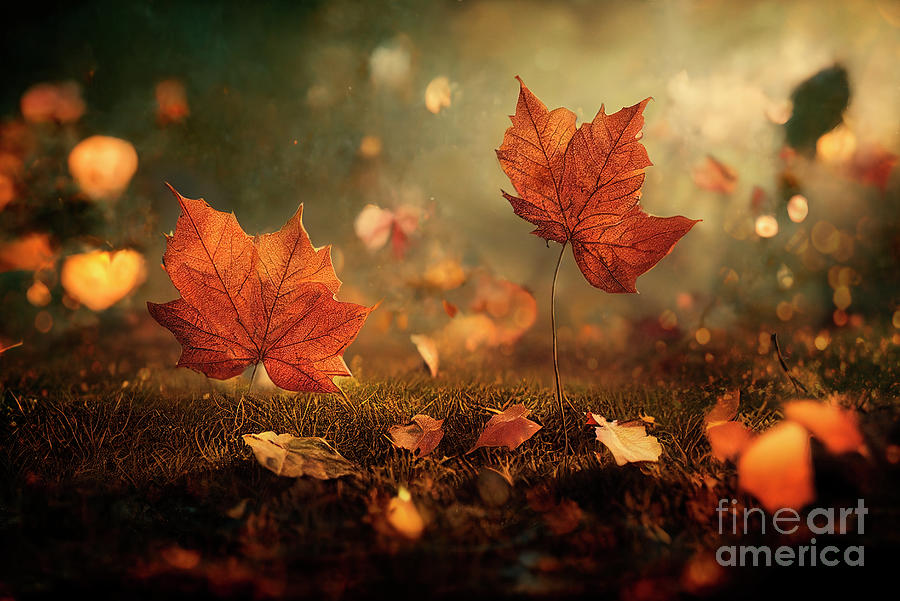 Thanksgiving Photograph - Closeup of falling autumn leaves in park. Fall landscape scene w by Jelena Jovanovic