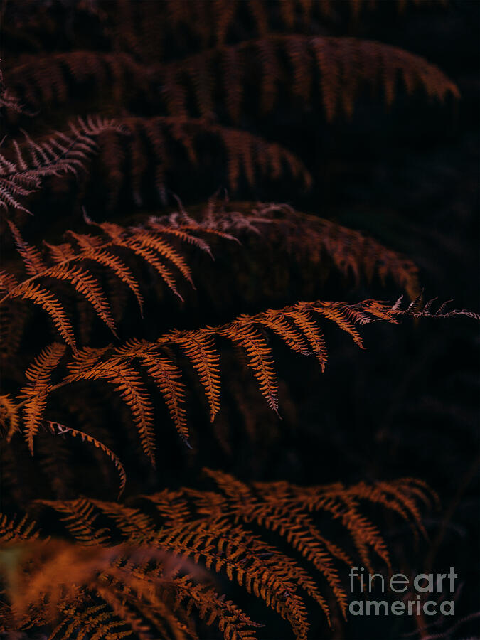 Closeup of forest fern leaves on dark background. Photograph by Jelena Jovanovic Closeup of forest fern leaves on dark background. Photograph by Jelena Jovanovic