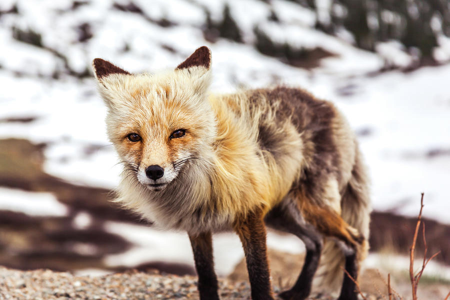 Closeup of Fox Photograph by Jeanette Fellows