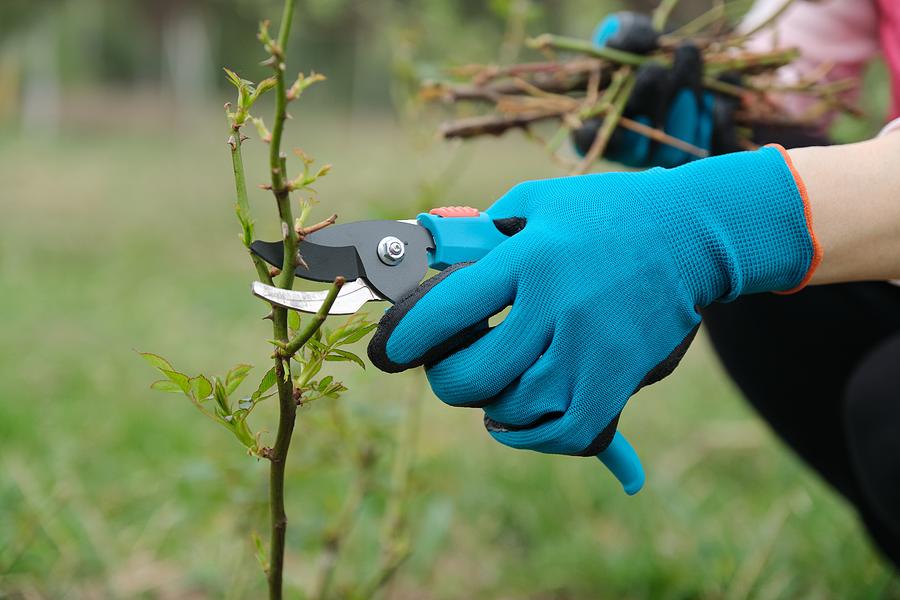 Closeup of gardeners hand in protective gloves with garden pruner making spring pruning of rose bush. Photograph by Valeriy_G