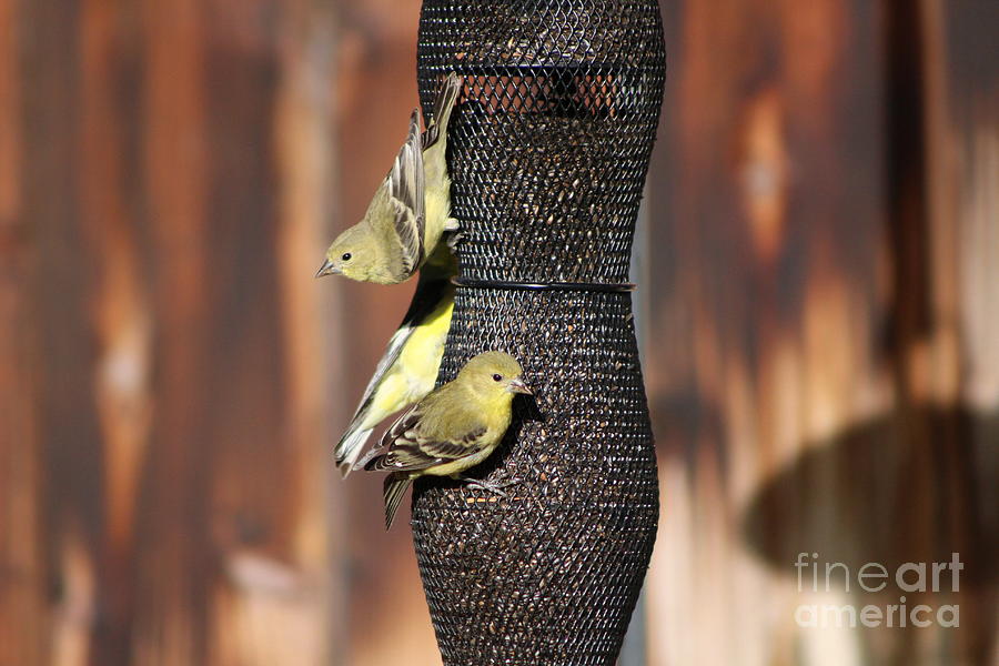 Closeup of Gold Finches on Bird Feeder Photograph by Colleen Cornelius