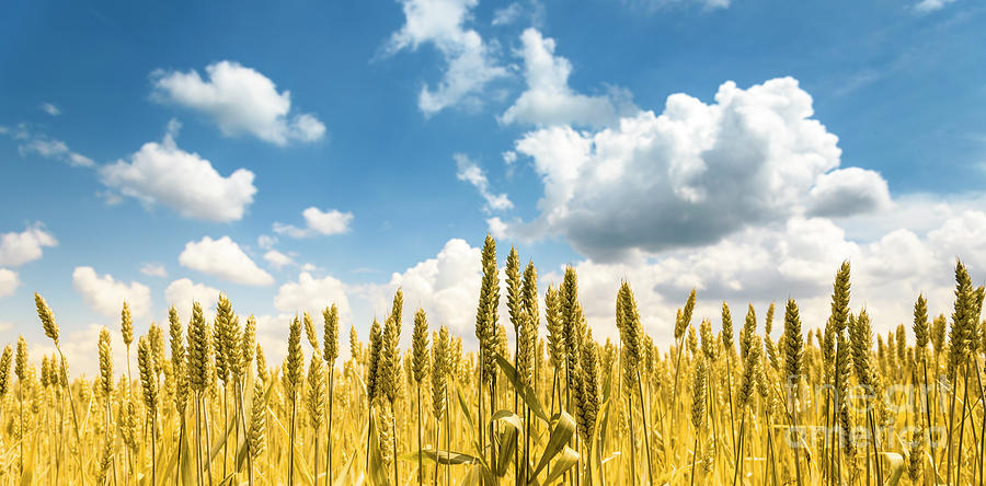 Closeup of golden wheat ears in field in summer season Photograph by Jelena Jovanovic