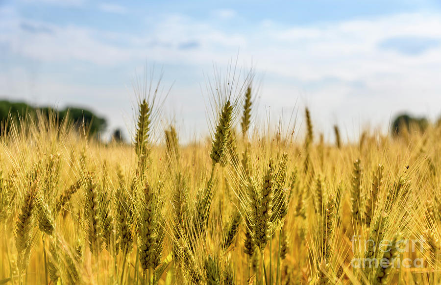Closeup of golden wheat ears in field. Photograph by Jelena Jovanovic