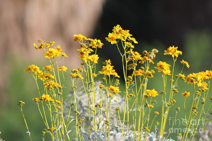 Wildlife Photograph - Closeup of Golden Yellow Wildflowers Coachella Valley Wildlife Preserve by Colleen Cornelius