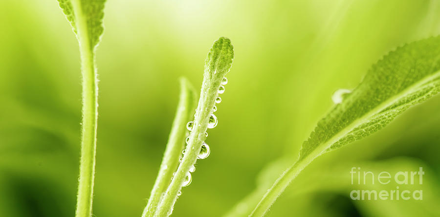 Closeup of green sage leaf with water drop.  Photograph by Jelena Jovanovic
