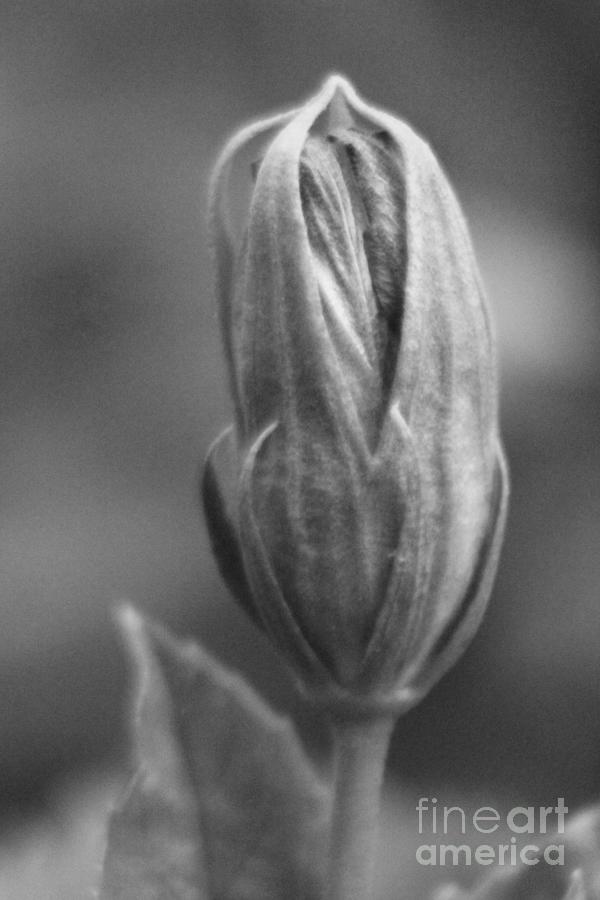 Closeup of Hibiscus Bud in Black and White Photograph by Colleen Cornelius