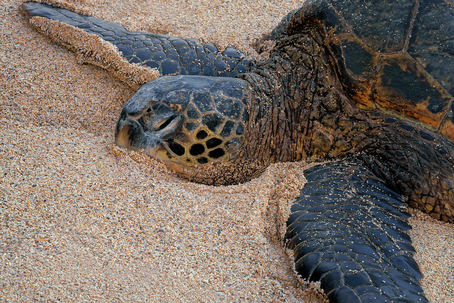 Closeup of Honu or Hawaiian green sea turtle while resting and keeping ...