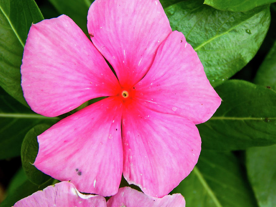 Closeup of Hot Pink Vinca Flower Photograph by Patricia Adderley - Fine ...