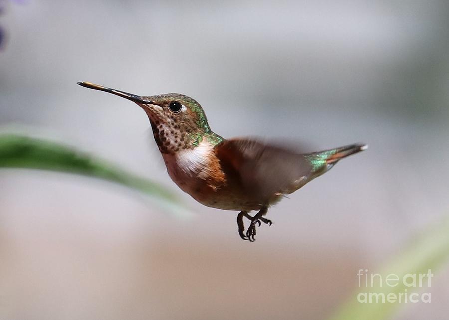 Closeup of Jaunty Hummingbird Photograph by Carol Groenen