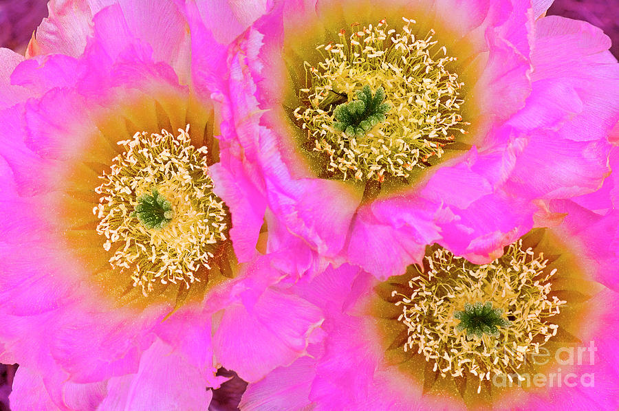 Closeup Of Lace Cactus Blooms Echinocereus Reichenbachii Texas Photograph by Dave Welling