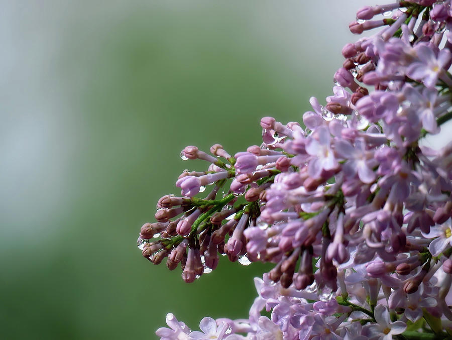 Closeup Of Lilacs Photograph by Johanna Hurmerinta