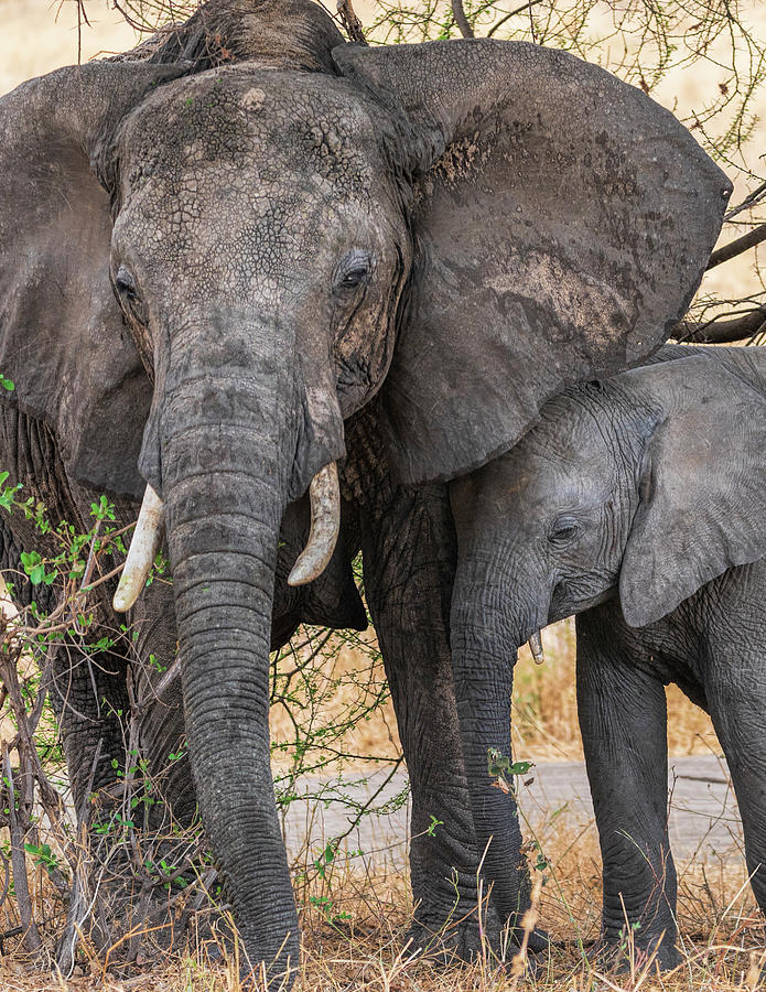 Closeup of Mother and Baby Elephants Photograph by Betty Eich