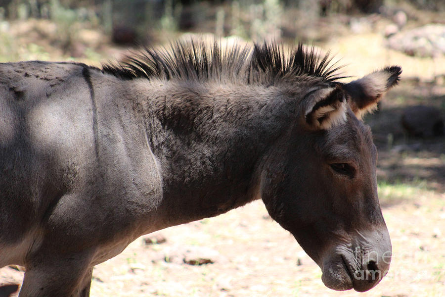 Closeup of Mule - Arizona Photograph by Colleen Cornelius