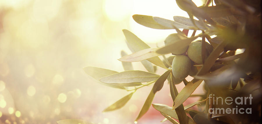 Closeup of olive fruit on tree branch.  Photograph by Jelena Jovanovic