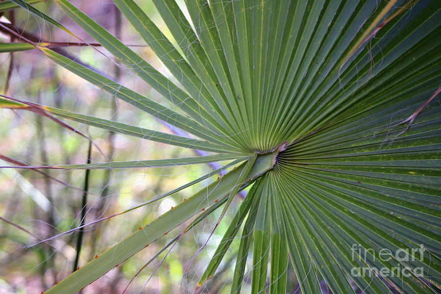 Closeup of Palm Frond in Coachella Valley Wildlife Preserve Photograph by Colleen Cornelius