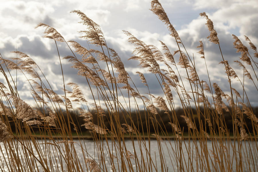 Closeup Of Panicle Reed In Winter Clouds In The Background Photograph