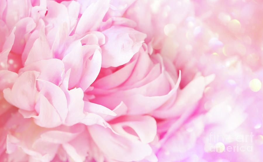 Closeup of peony flower on soft pastel background Photograph by Sandra Cunningham