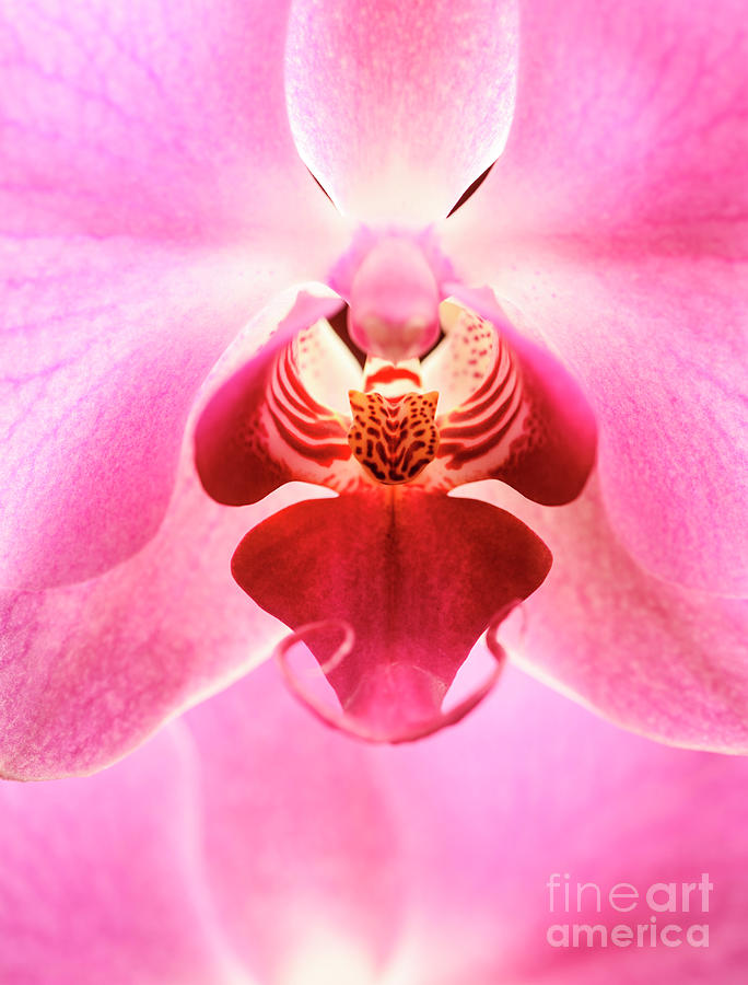 Closeup of pink orchid flower Photograph by Jelena Jovanovic