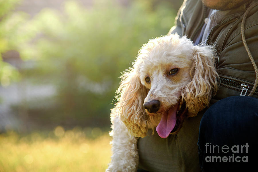 Closeup of poodle and his owner hugging. Photograph by Jelena Jovanovic