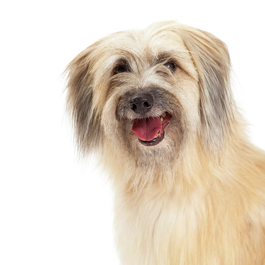 Closeup of Pyrenean Shepherd Dog Photograph by Good Focused