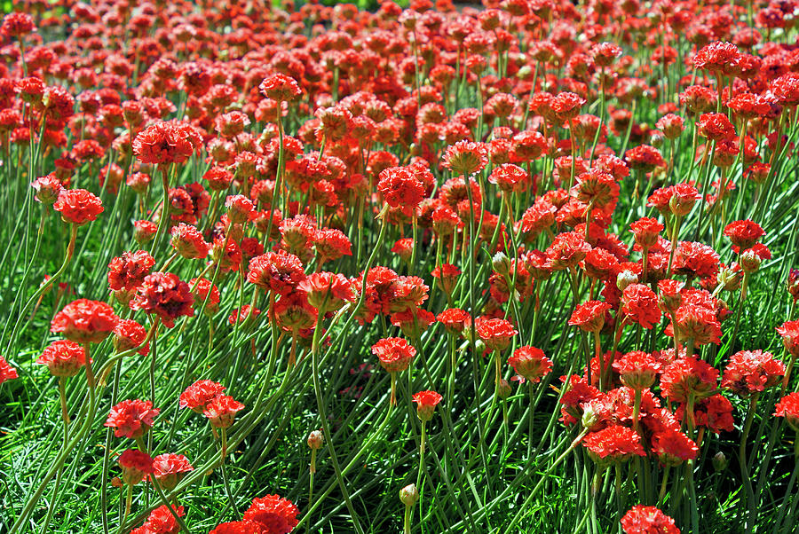 Closeup Of Red Flower Field Background Photograph by Severija Kirilovaite