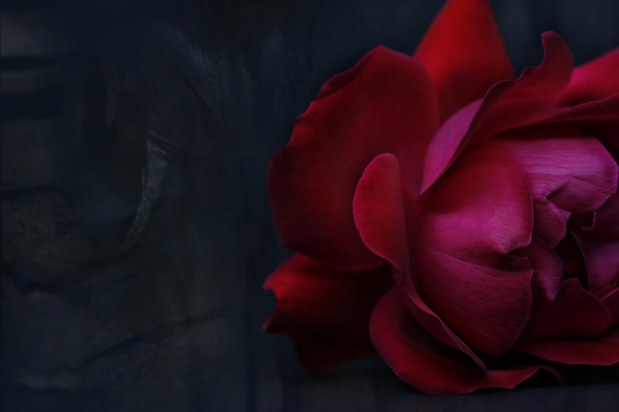 Closeup Of Rose On Dark Background Photograph by Nanette J.Stevenson-ebbystouch.com