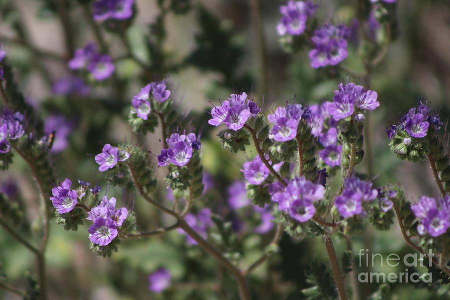Spring Photograph - Closeup of Salt Heliotrope Wildflower 2 Coachella Valley Wildlife Preserve by Colleen Cornelius