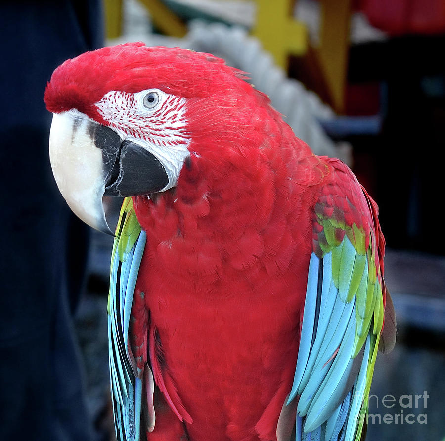 Closeup of Scarlet Macaw Parrot by Yali Shi Closeup of Scarlet Macaw Parrot by Yali Shi