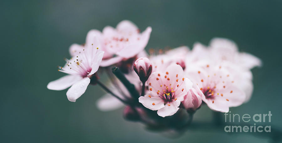 Closeup of spring blossom flower on dark bokeh background.  Photograph by Jelena Jovanovic