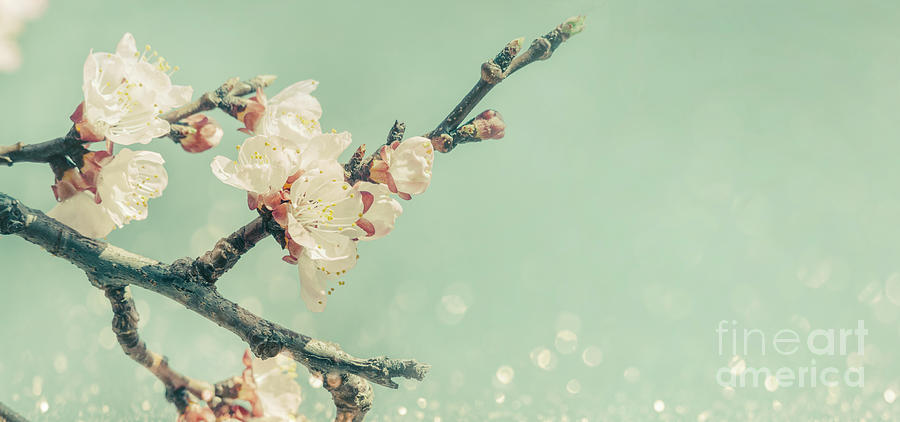 Closeup of spring blossom on brunch over retro blue sky. Springt Photograph by Jelena Jovanovic