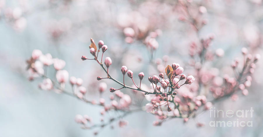 Spring Photograph - Closeup of spring pastel blooming flower in orchard.  by Jelena Jovanovic