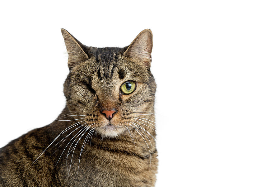 Closeup of tabby cat with one eye Photograph by Good Focused - Fine Art ...