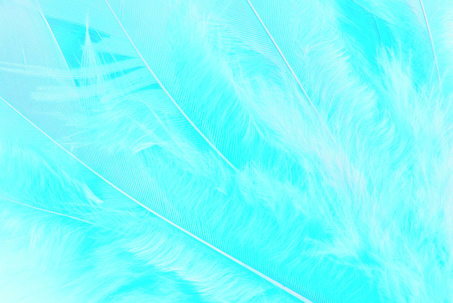 Closeup Of The Feather Macro Texture Photograph by Severija Kirilovaite