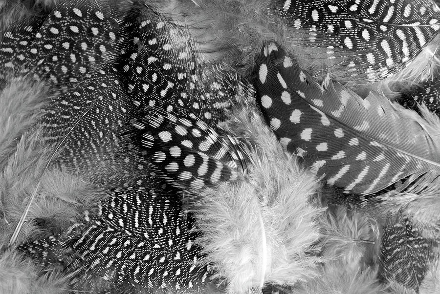 Closeup Of The Grey Feather Background Photograph by Severija Kirilovaite