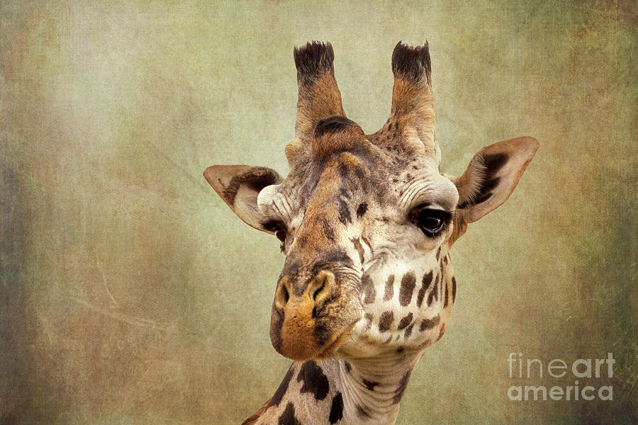Closeup of the head of a giraffe.  Photograph by Jane Rix
