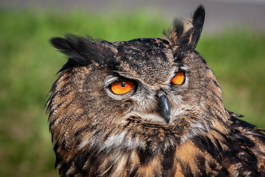 Closeup of the head of the eagle owl Photograph by Wladyslaw ...