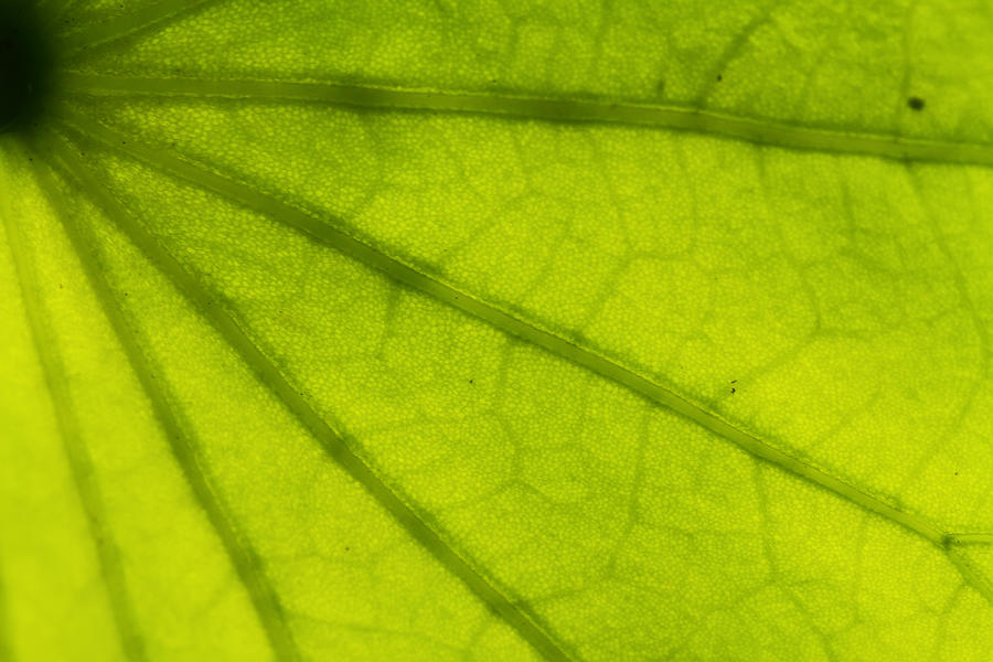 Closeup of the leaf pattern. Photograph by Kongdigital