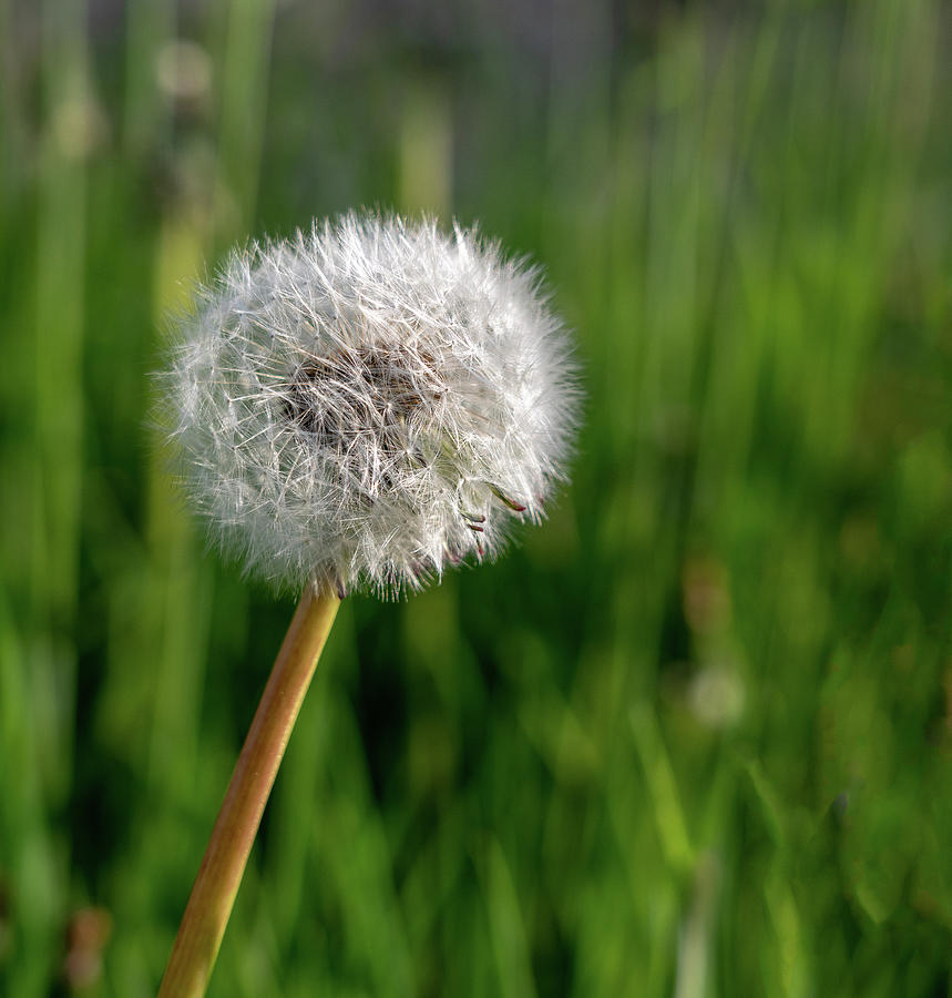 Closeup of the seed head of dandelion flower Photograph by Steven Heap