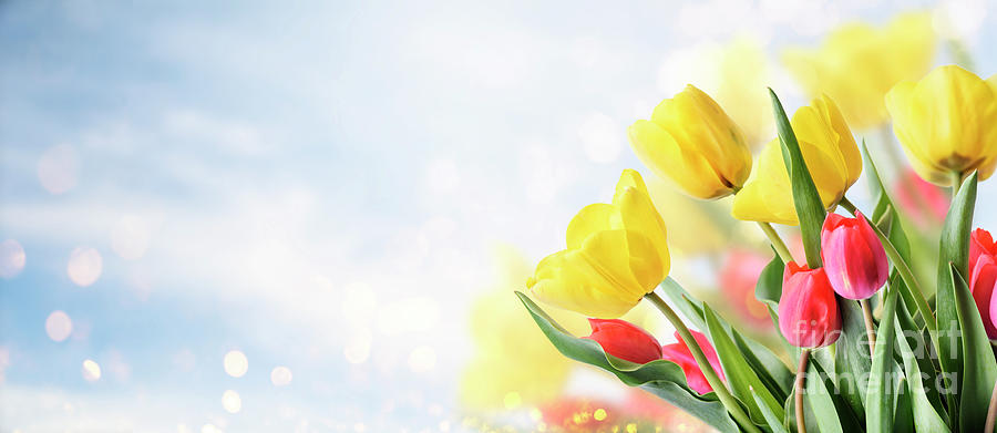Closeup of tulip bouquet in garden with bokeh background. Creati Photograph by Jelena Jovanovic
